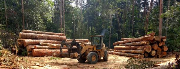 Best Tree and Shrub Care  in East Griffin, GA