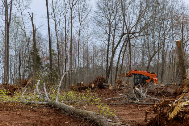 How Our Tree Care Process Works  in  East Griffin, GA